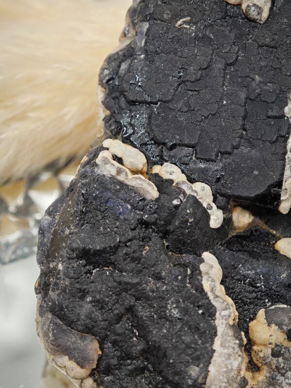 Fluorine Noire et ses reflets bleus – Image 4