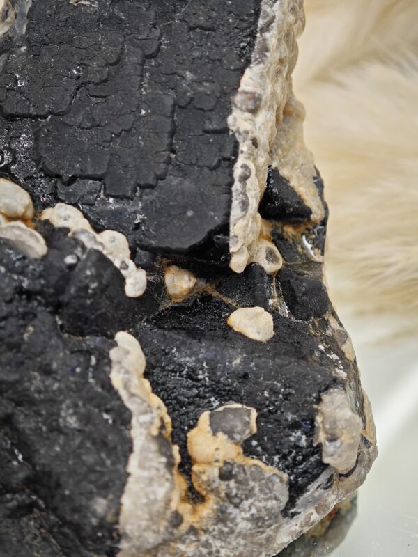 Fluorine Noire et ses reflets bleus – Image 3