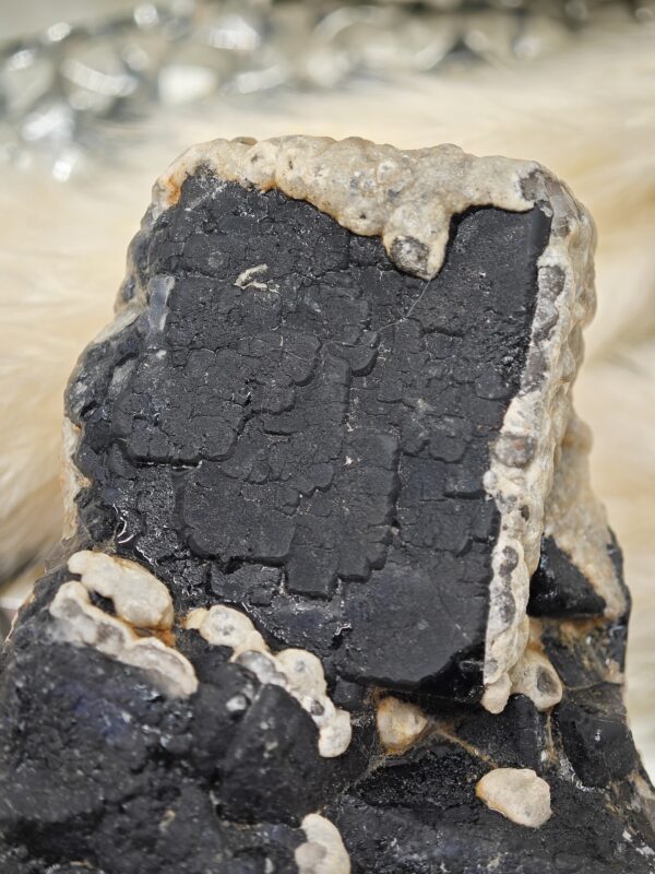 Fluorine Noire et ses reflets bleus – Image 2